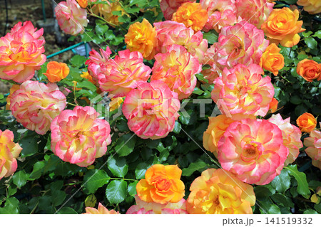 美しい春薔薇の饗宴 美しい春薔薇の饗宴 141519332