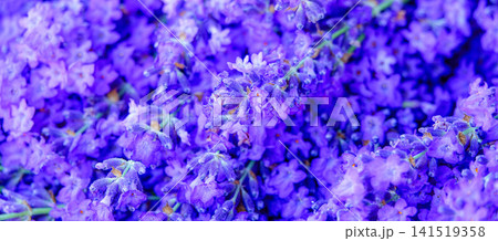 夏の北海道イメージである富良野のラベンダーの花束 夏の北海道イメージである富良野のラベンダーの花束 141519358