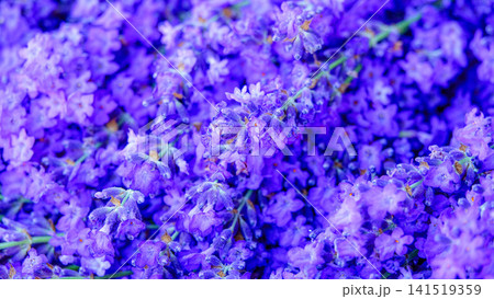 夏の北海道イメージである富良野のラベンダーの花束 夏の北海道イメージである富良野のラベンダーの花束 141519359