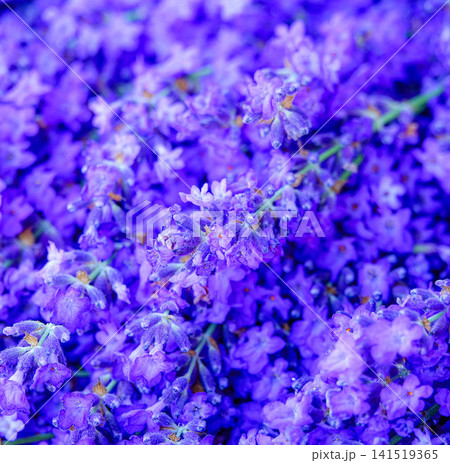 夏の北海道イメージである富良野のラベンダーの花束 夏の北海道イメージである富良野のラベンダーの花束 141519365