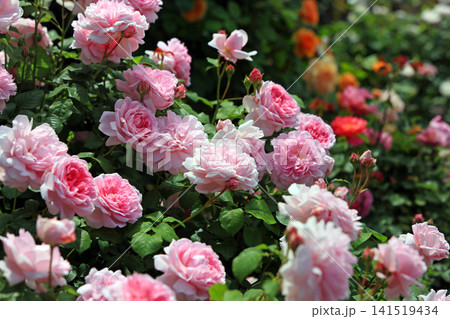 美しい春薔薇の饗宴 141519434