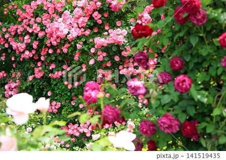 美しい春薔薇の饗宴 141519435