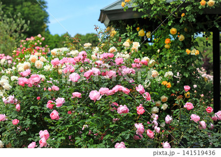 美しい春薔薇の饗宴 141519436