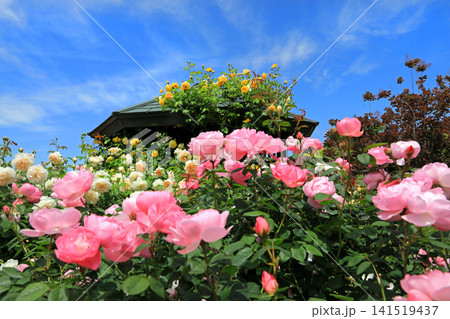 美しい春薔薇の饗宴 141519437