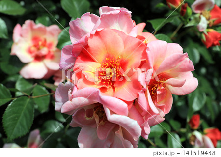 美しい春薔薇の饗宴 美しい春薔薇の饗宴 141519438