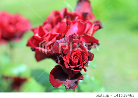 美しい春薔薇の饗宴 141519463