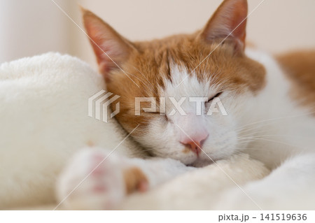 寝転んでくつろぐ猫 茶トラ白 寝転んでくつろぐ猫 茶トラ白 141519636