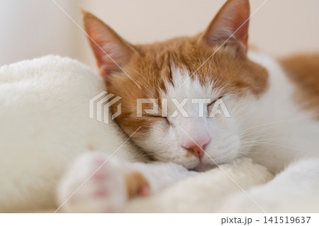 寝転んでくつろぐ猫 茶トラ白 寝転んでくつろぐ猫 茶トラ白 141519637