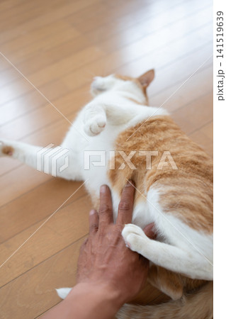 猫のお腹を撫でる 茶トラ白 猫のお腹を撫でる 茶トラ白 141519639