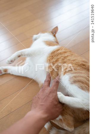 猫のお腹を撫でる 茶トラ白 猫のお腹を撫でる 茶トラ白 141519640