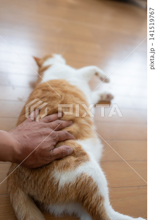 猫のお腹を撫でる 茶トラ白 猫のお腹を撫でる 茶トラ白 141519767