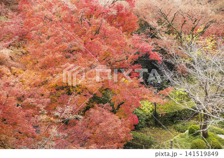 Autumn leaves of red color maple tree, fall season change Autumn leaves of red color maple tree, fall season change 141519849