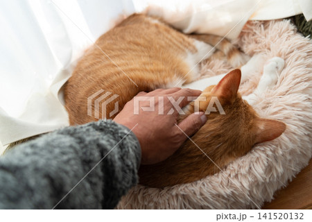 猫を撫でる 茶トラ白 猫を撫でる 茶トラ白 141520132