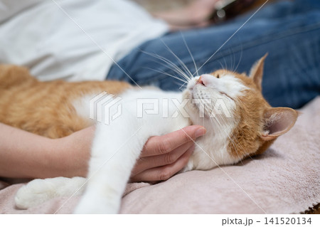 猫を撫でる 茶トラ白 猫を撫でる 茶トラ白 141520134