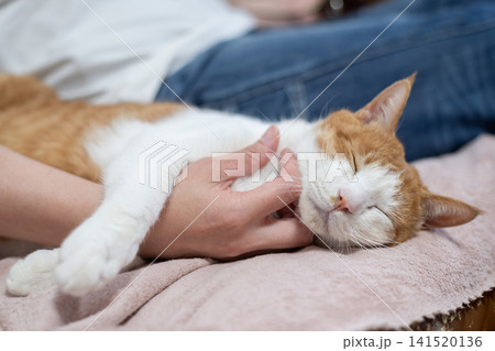 寝転んでくつろぐ猫 茶トラ白 寝転んでくつろぐ猫 茶トラ白 141520136