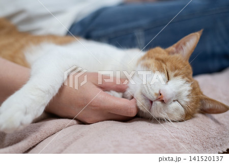 猫を撫でる 茶トラ白 猫を撫でる 茶トラ白 141520137