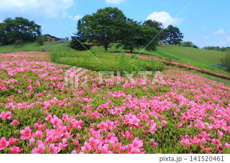太陽の村のサツキの花(宮城県柴田町) 太陽の村のサツキの花(宮城県柴田町) 141520461