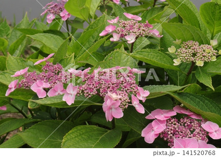 紫陽花の花畑 紫陽花の花畑 141520768