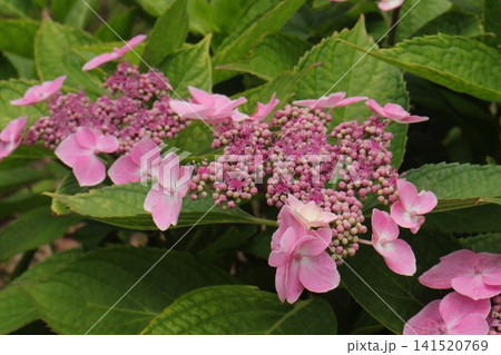 紫陽花の花畑 紫陽花の花畑 141520769