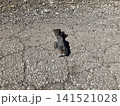 コンクリートに横たわる小鳥の亡骸 141521028