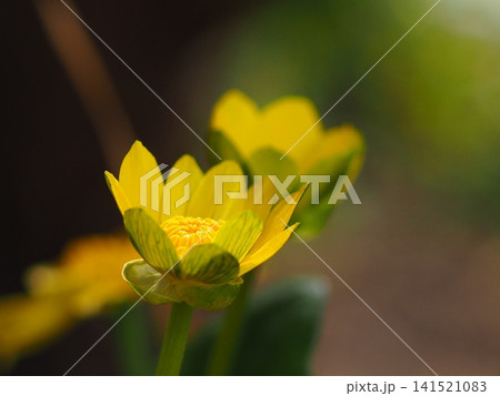ツワブキの花の生態写真 ツワブキの花の生態写真 141521083