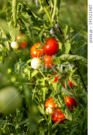 Fresh red tomatoes on a branch in the garden Fresh red tomatoes on a branch in the garden 141521487