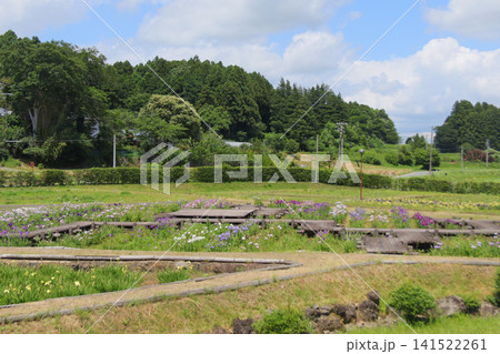 みなみかた花菖蒲の郷公園(宮城県登米市) みなみかた花菖蒲の郷公園(宮城県登米市) 141522261