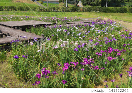 みなみかた花菖蒲の郷公園(宮城県登米市) みなみかた花菖蒲の郷公園(宮城県登米市) 141522262