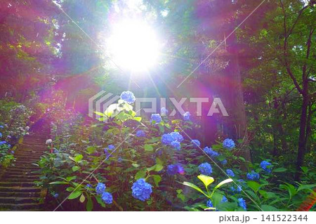 満開のアジサイ 紫陽花 あじさい 出塩文殊堂 山形市 満開のアジサイ 紫陽花 あじさい 出塩文殊堂 山形市 141522344