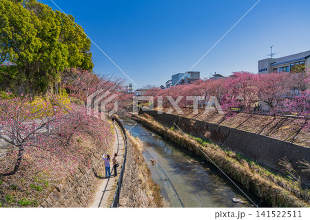 掛川市の掛川城周辺の逆川沿いに咲く掛川桜の風景(静岡県) 掛川市の掛川城周辺の逆川沿いに咲く掛川桜の風景(静岡県) 141522511