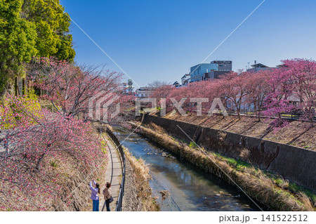 掛川市の掛川城周辺の逆川沿いに咲く掛川桜の風景(静岡県) 掛川市の掛川城周辺の逆川沿いに咲く掛川桜の風景(静岡県) 141522512