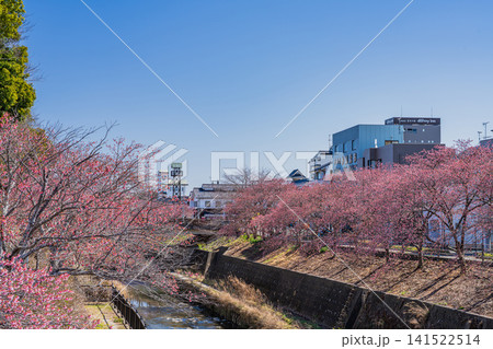 掛川市の掛川城周辺の逆川沿いに咲く掛川桜の風景(静岡県) 掛川市の掛川城周辺の逆川沿いに咲く掛川桜の風景(静岡県) 141522514