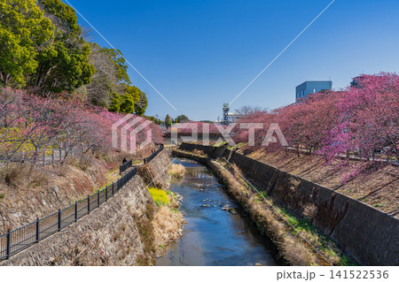 掛川市の掛川城周辺の逆川沿いに咲く掛川桜の風景(静岡県) 141522536