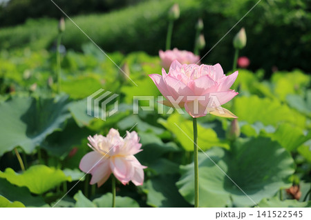 鮮やかなピンク色の蓮の花 鮮やかなピンク色の蓮の花 141522545