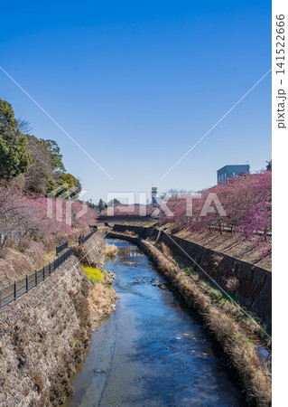 掛川市の掛川城周辺の逆川沿いに咲く掛川桜の風景(静岡県) 141522666