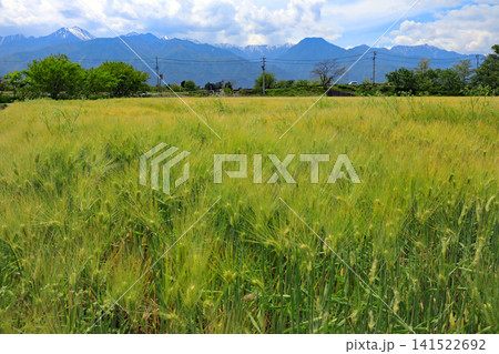 信州安曇野の春の田園風景 141522692