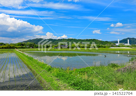 信州安曇野の春の田園風景 信州安曇野の春の田園風景 141522704
