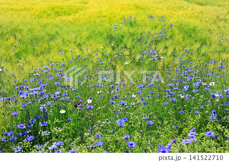 信州安曇野の春の田園風景 信州安曇野の春の田園風景 141522710