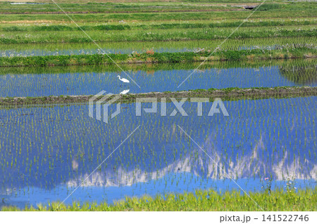 信州安曇野の春の田園風景 信州安曇野の春の田園風景 141522746