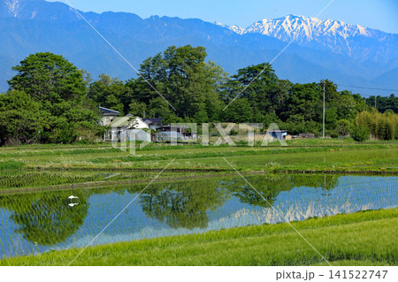 信州安曇野の春の田園風景 141522747