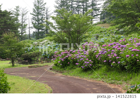 愛宕山公園あじさい園（宮城県加美町） 141522815