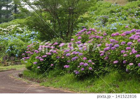 愛宕山公園あじさい園(宮城県加美町) 愛宕山公園あじさい園(宮城県加美町) 141522816