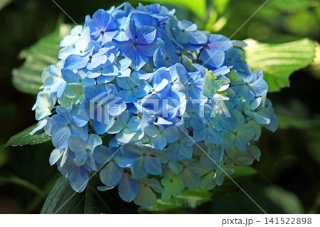 万華鏡のようなアジサイの花々 141522898