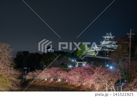 掛川市の掛川城周辺の逆川沿いに咲くライトアップされた掛川桜の風景(静岡県) 141522925