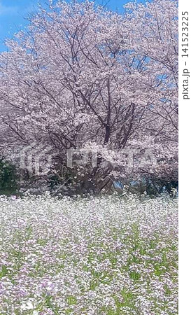 春 141523225