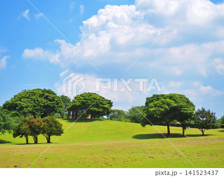 青空と大きな入道雲が広がる夏の公園の緑豊かな芝生と木々 青空と大きな入道雲が広がる夏の公園の緑豊かな芝生と木々 141523437