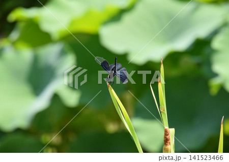 水生植物園みずの森 水生植物園みずの森 141523466