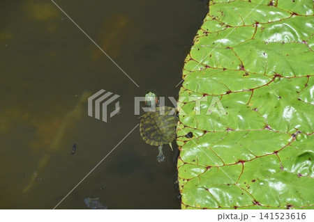 水生植物園みずの森 水生植物園みずの森 141523616