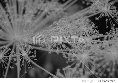 幾何学的な花序構造が美しいモノクロの高山植物 幾何学的な花序構造が美しいモノクロの高山植物 141523797