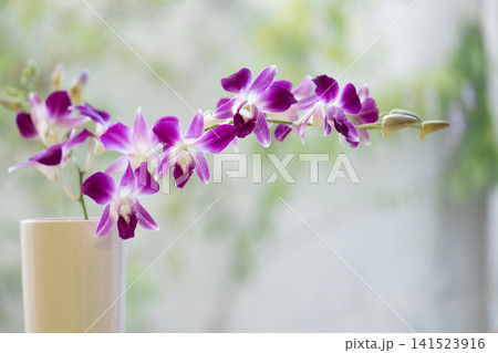 Purple orchid flower macro closeup Purple orchid flower macro closeup 141523916